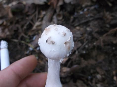 Id White Shroom Mushroom Hunting And Identification Shroomery