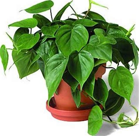 Image Result For Common House Plants Poisonous House
