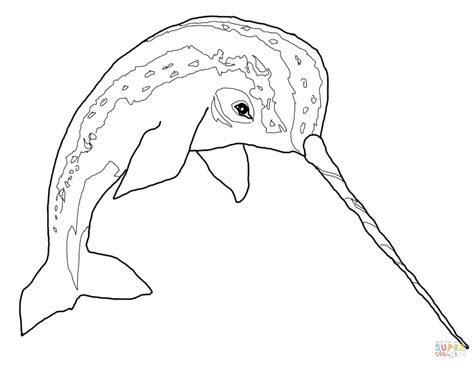 This narwhal coloring page is a bit more realistic than the last two, especially regarding tusk placement. Narwhal Drawing at GetDrawings | Free download