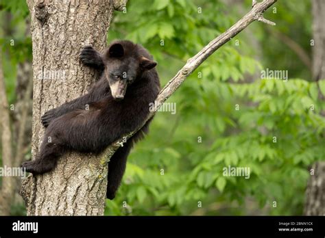 Black Bear Ursus Americanus Cub Resting In A Tree Minnesota Usa