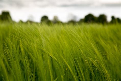 Green Barley Field Free Stock Photo Public Domain Pictures