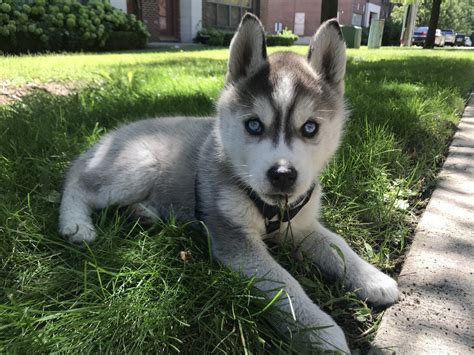 When we first saw little husky a pomeranian, we thought he was the cutest dog we had ever seen and couldn't leave the store without. Siberian Husky Puppies For Sale | Detroit, MI #314496