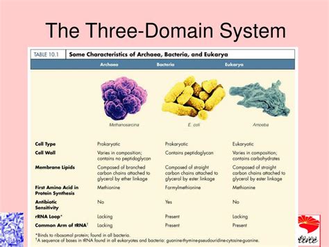 Ppt Ch 10 Taxonomy And Classification Powerpoint Presentation Free