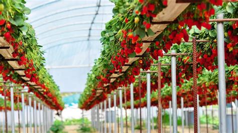 How To Grow Strawberries Hydroponically Complete Guide Soak And Soil