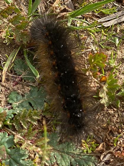Black Fuzzy Caterpillar Bugguidenet