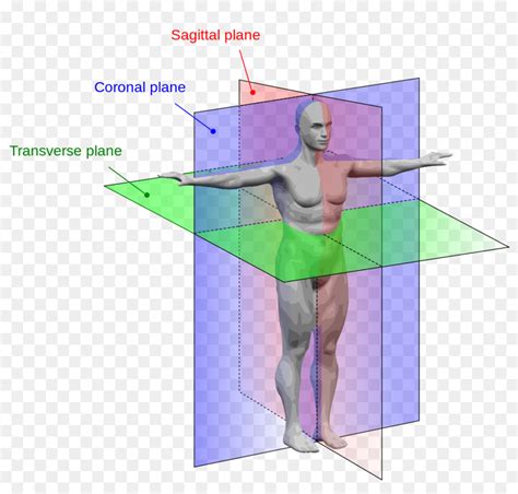 Anatómica Plano Anatomía Cuerpo Humano Imagen Png Imagen