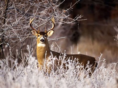 See more ideas about whitetail deer, deer, deer pictures. Whitetail Deer Backgrounds - Wallpaper Cave
