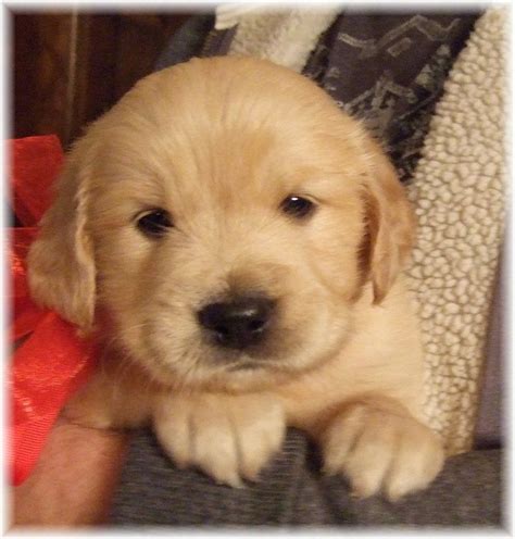 We have dachshund puppies for sale. Golden Retriever Puppies Georgia | Top Dog Information