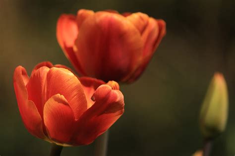 Tulip Kelopak Musim Semi Foto Gratis Di Pixabay Pixabay