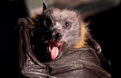 How India Stopped A Deadly Brain Damaging Virus Caused By Flying Fox