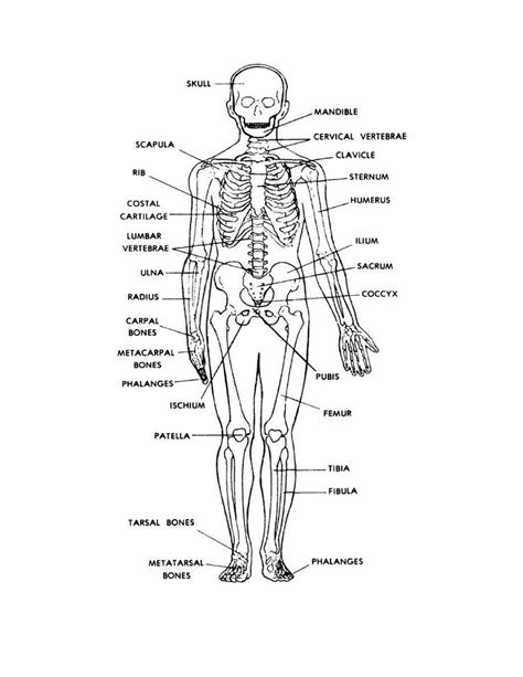 Human Skeleton Labeled Back View Human Skeleton Labeled Human