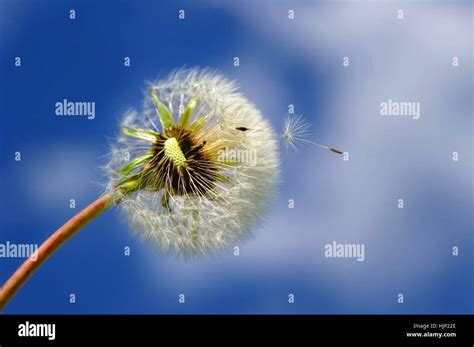Seeds Of A Dandelion Blowing In The Wind Stock Photo Alamy