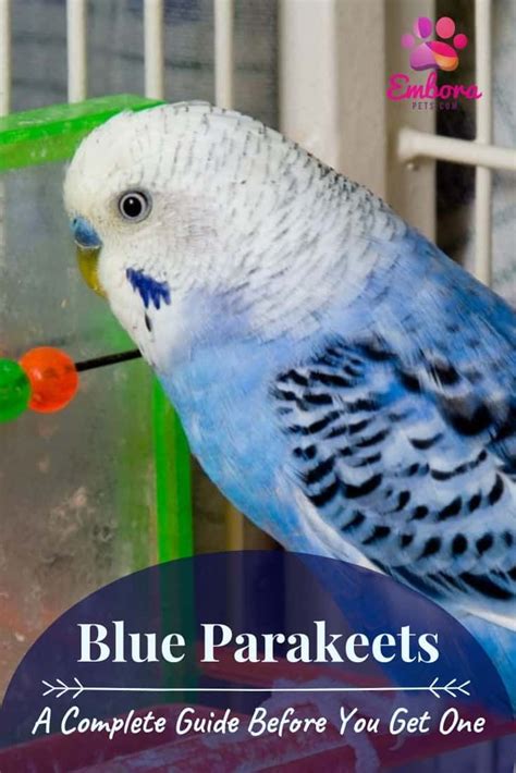 Blue Parakeets A Complete Guide Before You Get One Embora Pets In