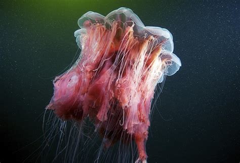 The eggs are held by oral tentacles and are fertilized by sperm. Lion's Mane Jellyfish Photograph by Alexander Semenov