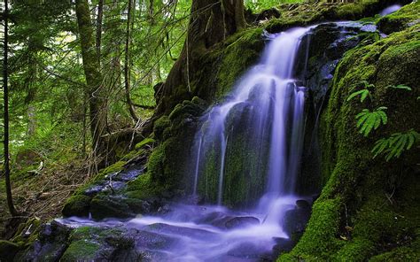 Forest Falls Waterfall Nature Creek Woods Hd Wallpaper Peakpx