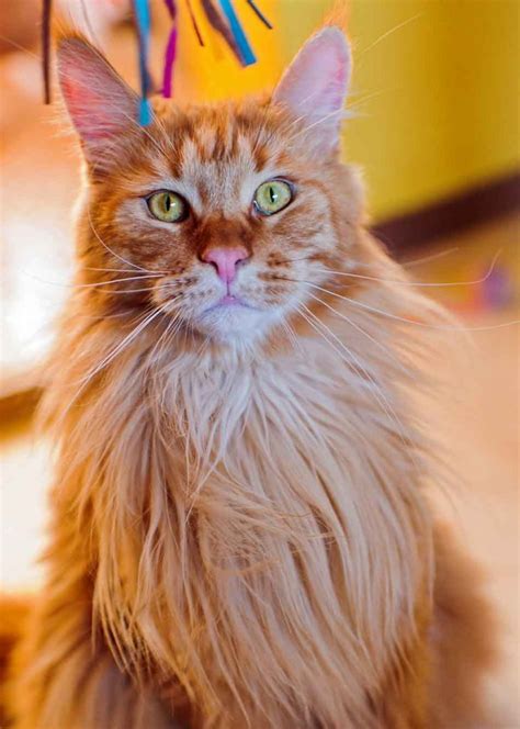 Do Maine Coon Cats Have Manes Maine Coon Expert