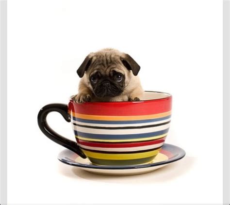 Pug N Cup Teacup Pug Teacup Puppies Pug Puppies Pug Dogs Amor Pug