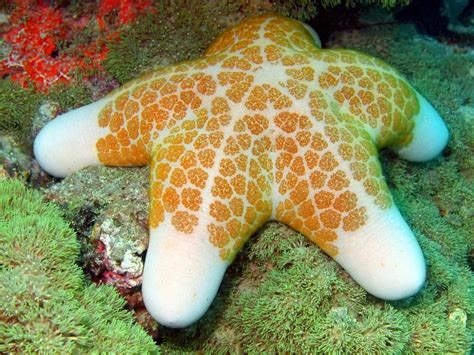 Starfish Invertebrates Animal Encyclopedia