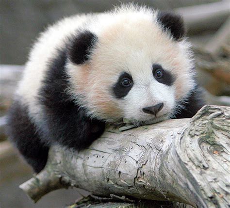 Cute Baby Panda Pictures Amazing Creatures