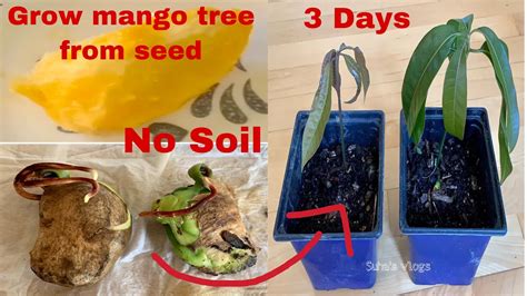 Grow Mango Seed In 3 Days No Soil How To Grow Mango Tree From Seed