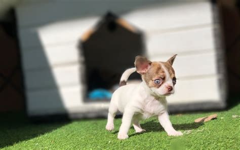 88 Chihuahua De Pelo Largo Blanco L2sanpiero