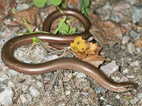 Na kraj so bili napoteni reševalci, gasilci in policisti, aktivirali so tudi helikopter slovenske vojske. Padalec Zwyczajny - Hunter tools wszystko o łowiectwie ...