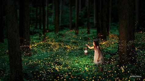 Twitter Firefly Photography Fireflies Photography Summer Nights