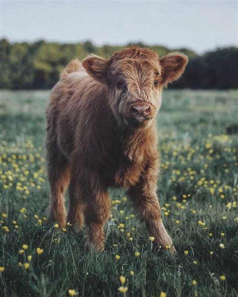 Pin By Megan Whetstone On Vida Extraordinaria Cute Baby Cow Fluffy