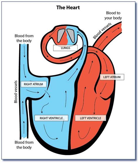 simple heart and lungs diagram | Heart and lungs diagram, Lungs diagram, Heart and lungs