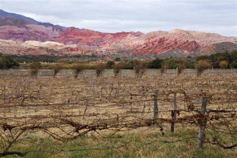 The 12 Best Wineries In Cafayate Argentina