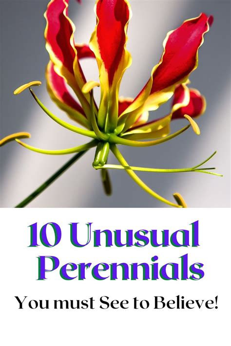10 Unusual Perennials ~ Garden Down South Perennial Garden