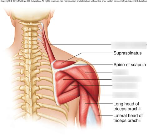 Scapular Muscles Posterior View Diagram Quizlet The Best Porn Website