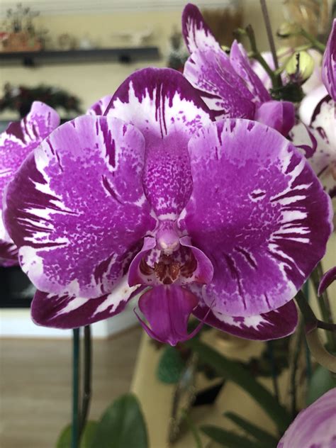 Phalaenopsis Beautiful Orchids Strange Flowers Unusual Flowers