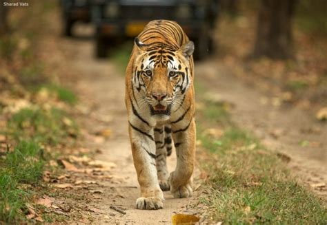 Best National Park To See Tigers Nature Safari India