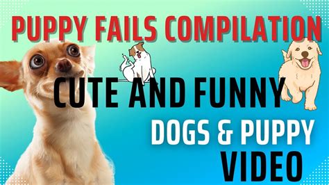 Funny Dogs And Puppies Dogs Compilation Dogs Pets Adorable