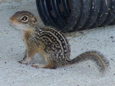 Five Ways To Tell Apart A Chipmunk And A Ground Squirrel Dickinson