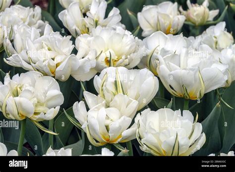 White Tulips Double Late Tulip Tulipa Mount Tacoma Stock Photo Alamy