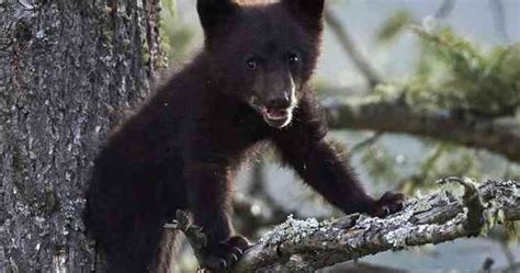 Dead Bear Cub Found In Central Park Video Canada Journal News Of The World