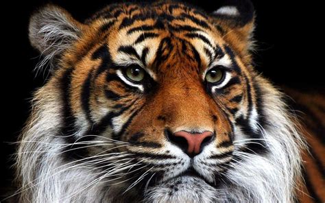 Sólo Quedan Tres Mil Tigres En Libertad Runrunes