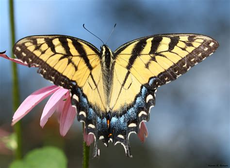 Top Plants For Swallowtails Birds Blooms Magazine