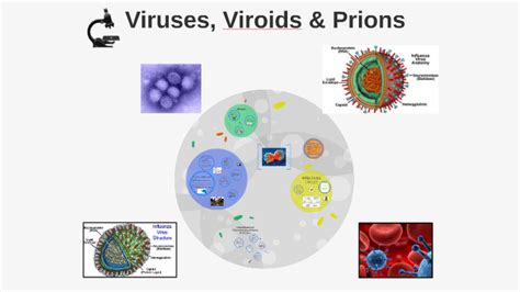 Viruses Viroids And Prions By Ellen Cho On Prezi
