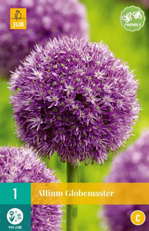 Allium Globemaster Tuincentrum Van Ee Groot Assortiment Aan Groen