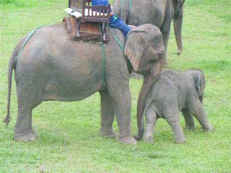 laos-tiger-trail-nam-ou-elephant-farm-1359 - EXPLORE LAOS
