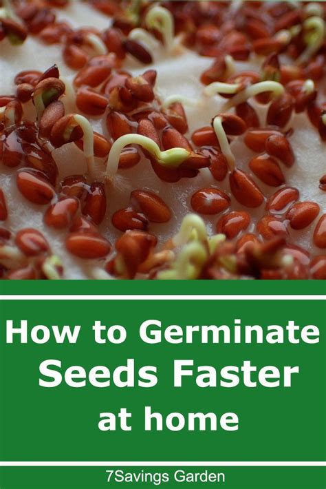 How To Germinate Seeds Faster At Home Growing Seeds Seed Germination