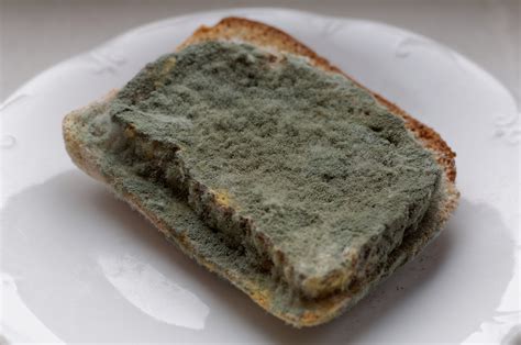 Here Is Why You Should Not Be Scared If You Eat Bread With Mould