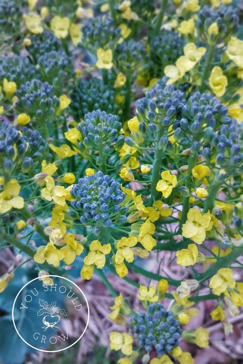 Grow Your Own Delicious Broccoli With These Three Tips Image The