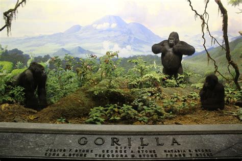 Gorilla Diorama American Museum Of Natural History New York Diorama
