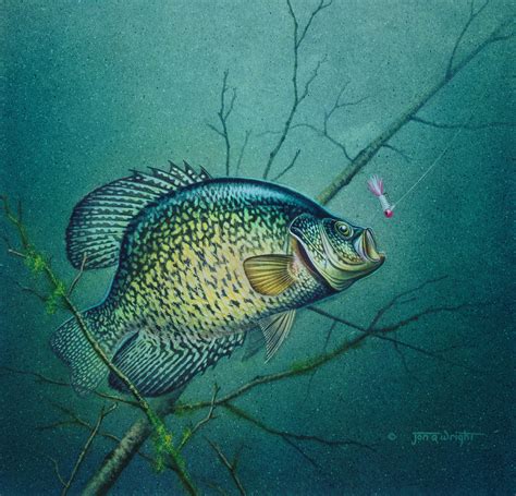 Crappie And Pink Jig Painting By Jq Licensing