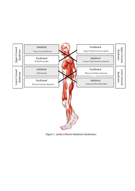 Most of the time, back muscle pain is diagnosed then treated with little more than a prescription of rest, painkillers and muscle relaxants. Hip flexor opening