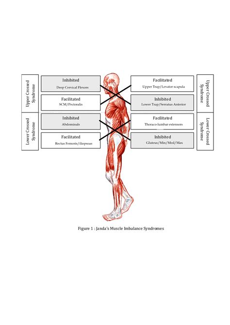 Muscles of the hip joint are those muscles that cause flexion , extension, adduction abduction and rotatory movements of the hip. Hip flexor opening